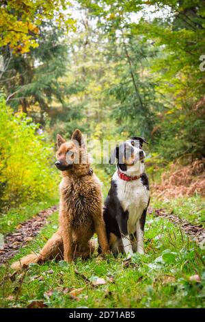 Due amici del cane - Vecchio cane tedesco (Westerwälder Kuhhund) e Appenzell cane di montagna. Austria, Europa Foto Stock