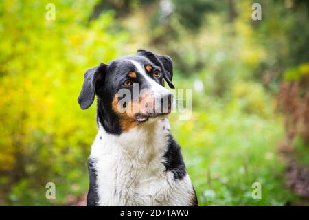 Appenzell Mountain Dog, ritratto in autunno. Austria, Europa Foto Stock