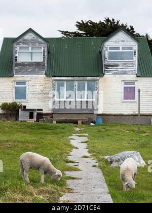 Colonists cottage, la città vecchia di Stanley, capitale delle Isole Falkland. Sud America, Isole Falkland, novembre Foto Stock