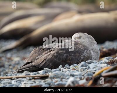 Northern Giant Petrel o Hall's Giant Petrel (Macronectes halli) sulla spiaggia di Godthul, in Georgia del Sud. Antartide, Subantartica, Georgia del Sud, Octo Foto Stock