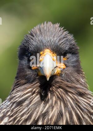 Caracara Falkland o Johnny Rook (Phalcoboenus australis), protetto e molto intelligente gli uccelli rapaci. America del Sud, Isole Falkland, carcassa ISL Foto Stock