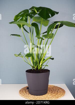 fiore monstera su un tavolo contro una parete blu, spazio per il testo. Monstera o caseificio svizzero in vaso su un tavolo con fondo blu muro copia spa Foto Stock