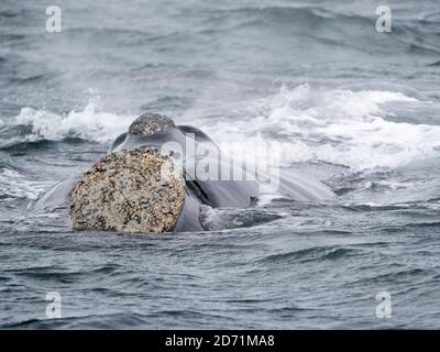 La balena di destra meridionale (Eubalaena australis) nel Golfo Nuevo a Peninsula Valdes, Valdes è dichiarata Patrimonio dell'Umanità dall'UNESCO. Argentina, Chubut, Valde Foto Stock