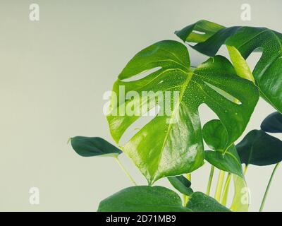fiore monstera su un tavolo contro una parete blu, spazio per il testo. Monstera o caseificio svizzero in vaso su un tavolo con fondo blu muro copia spa Foto Stock