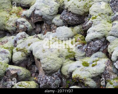 Muschio durante la caduta su un flusso di lava in thingvellir. europa, europa settentrionale, islanda, settembre Foto Stock