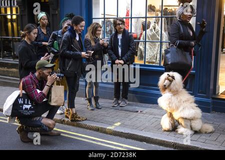 I passanti e i blogger scattano foto di un cane di moda a Soho, durante la London Fashion Week, al BFC Show Space, Brewer Street Car Park, Londra. Data immagine: Sabato 17, 2016. Il credito fotografico dovrebbe essere: Matt Crossick/ EMPICS Entertainment. Foto Stock