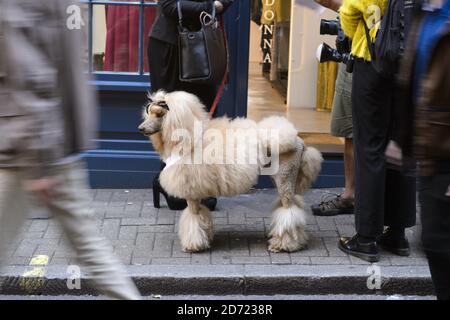 Un cane di moda a Soho durante la London Fashion Week, al BFC Show Space, Brewer Street Car Park, Londra. Data immagine: Sabato 17, 2016. Il credito fotografico dovrebbe essere: Matt Crossick/ EMPICS Entertainment. Foto Stock