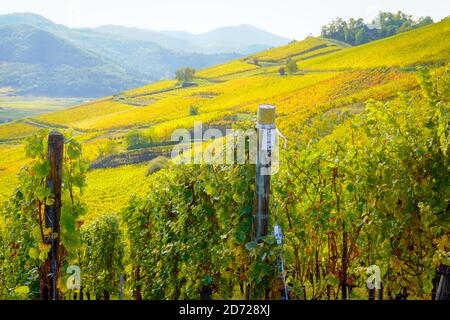 Vista panoramica sui vigneti nei colori autunnali intorno a Turckheim in Alsazia Francia. Foto Stock