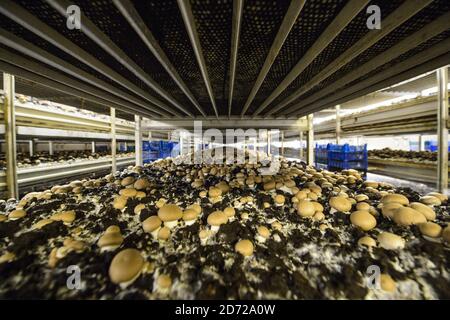 Funghi che crescono nella Waitrose Leckford Estate in Hampshire. L'azienda raccoglie in genere oltre 25 tonnellate di funghi alla settimana, che vengono raccolti e confezionati a mano sul posto prima di essere distribuiti ai supermercati Waitrose in tutto il paese. Data immagine: Giovedì 6 aprile 2017. Il credito fotografico dovrebbe essere: Matt Crossick/Empics Entertainment. La Leckford Estate è una fattoria attiva di 4000 acri, di proprietà e gestita da Waitrose, e produce per i loro negozi nel Regno Unito e per l'esportazione in 56 paesi. Foto Stock