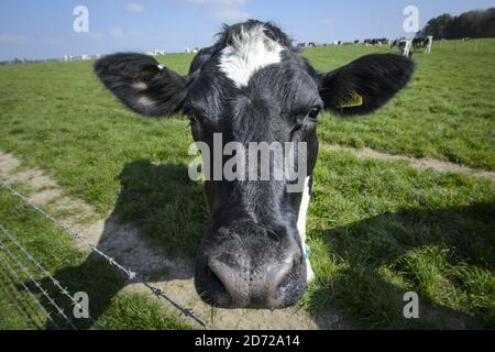 Holstein Frisian vacche da latte raffigurato sulla Waitrose Leckford Estate in Hampshire. La mandria di 550 vacche da latte produce 5.2 milioni di litri di latte all'anno, che va in vendita come latte â€˜essenziale Waitroseâ€™. Data immagine: Giovedì 6 aprile 2017. Il credito fotografico dovrebbe essere: Matt Crossick/Empics Entertainment. La Leckford Estate è una fattoria attiva di 4000 acri, di proprietà e gestita da Waitrose, e produce per i loro negozi nel Regno Unito e per l'esportazione in 56 paesi. Foto Stock