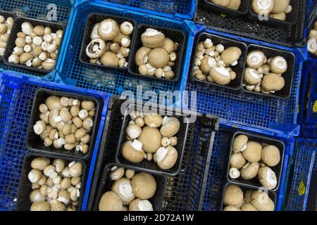 I funghi vengono imballati nella Waitrose Leckford Estate in Hampshire. L'azienda raccoglie in genere oltre 25 tonnellate di funghi alla settimana, che vengono raccolti e confezionati a mano sul posto prima di essere distribuiti ai supermercati Waitrose in tutto il paese. Data immagine: Giovedì 6 aprile 2017. Il credito fotografico dovrebbe essere: Matt Crossick/Empics Entertainment. La Leckford Estate è una fattoria attiva di 4000 acri, di proprietà e gestita da Waitrose, e produce per i loro negozi nel Regno Unito e per l'esportazione in 56 paesi. Foto Stock