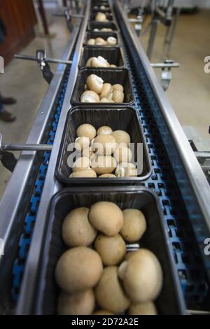 I funghi vengono imballati nella Waitrose Leckford Estate in Hampshire. L'azienda raccoglie in genere oltre 25 tonnellate di funghi alla settimana, che vengono raccolti e confezionati a mano sul posto prima di essere distribuiti ai supermercati Waitrose in tutto il paese. Data immagine: Giovedì 6 aprile 2017. Il credito fotografico dovrebbe essere: Matt Crossick/Empics Entertainment. La Leckford Estate è una fattoria attiva di 4000 acri, di proprietà e gestita da Waitrose, e produce per i loro negozi nel Regno Unito e per l'esportazione in 56 paesi. Foto Stock