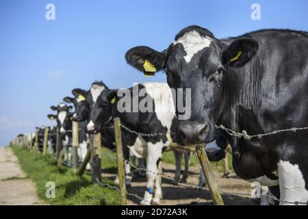 Holstein Frisian vacche da latte raffigurato sulla Waitrose Leckford Estate in Hampshire. La mandria di 550 vacche da latte produce 5.2 milioni di litri di latte all'anno, che va in vendita come latte â€˜essenziale Waitroseâ€™. Data immagine: Giovedì 6 aprile 2017. Il credito fotografico dovrebbe essere: Matt Crossick/Empics Entertainment. La Leckford Estate è una fattoria attiva di 4000 acri, di proprietà e gestita da Waitrose, e produce per i loro negozi nel Regno Unito e per l'esportazione in 56 paesi. Foto Stock