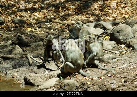 lungo macaco su un fango acquoso sta bevendo Foto Stock