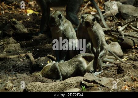 lungo macaco su un fango acquoso sta bevendo Foto Stock