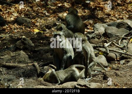 lungo macaco su un fango acquoso sta bevendo Foto Stock