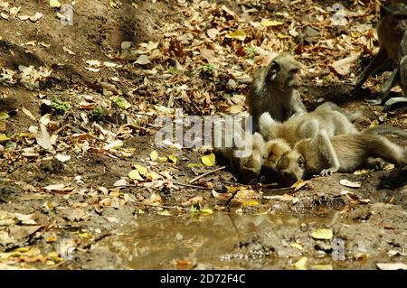 lungo macaco su un fango acquoso sta bevendo Foto Stock