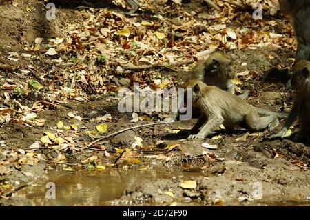 lungo macaco su un fango acquoso sta bevendo Foto Stock