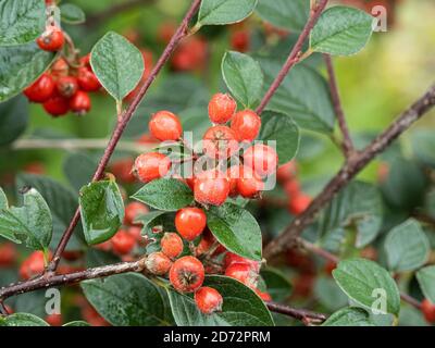 Un primo piano delle bacche rosse luminose e il Verde argenteo verde sempreverde fogliame di Cotoneaster lacteus in autunno Foto Stock
