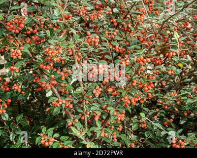 Le bacche rosso brillante e il verde argenteo sempreverde fogliame Di latteus di Cotoneaster che fornisce un'esposizione autunnale colorata Foto Stock