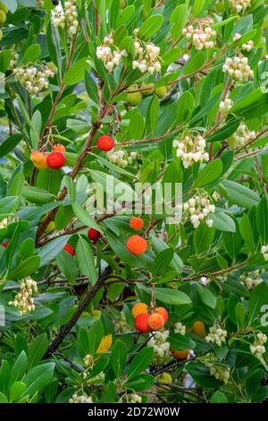 Bacche su Arbutus unedo, albero di fragola, naturalizzato, Columbia Britannica del Nord, Canada Foto Stock