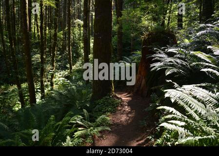 Passeggiate nella Tillamook state Forest, Pacific Northwest, Oregon, Stati Uniti Foto Stock