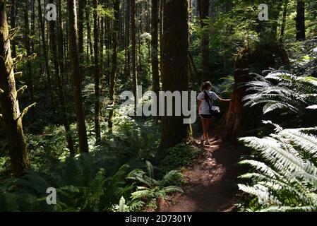 Passeggiate nella Tillamook state Forest, Pacific Northwest, Oregon, Stati Uniti Foto Stock