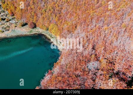 Fogliame e bosco di faggi vicino al lago, Appennini, Italia Foto Stock