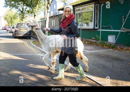 Il presentatore liscio Kate Garraway cammina sulle alpaca alla Vauxhall City Farm nel sud di Londra, come parte del suo Job Hop di 24 ore, raccogliendo denaro per la carità di Smoothâ€™s, Globalâ€™s fare un po 'di rumore. Foto Stock