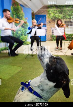 Classic FM si esibirà presso il Animal Rescue Centre Battersea di Londra, in vista del primo programma radiofonico di stationâ€™per animali domestici che si terrà sabato 3 novembre. Data immagine: Venerdì 26 ottobre 2018. Il credito fotografico dovrebbe essere: Matt Crossick/ EMPICS Entertainment. Foto Stock