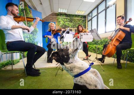 Classic FM si esibirà presso il Animal Rescue Centre Battersea di Londra, in vista del primo programma radiofonico di stationâ€™per animali domestici che si terrà sabato 3 novembre. Data immagine: Venerdì 26 ottobre 2018. Il credito fotografico dovrebbe essere: Matt Crossick/ EMPICS Entertainment. Foto Stock