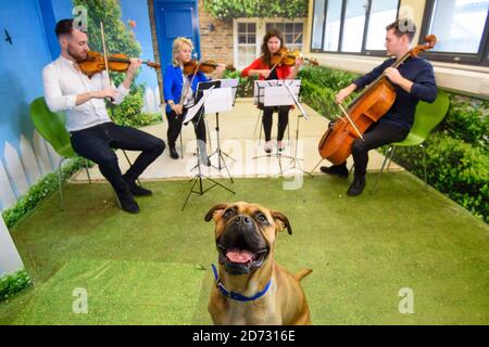Classic FM si esibirà presso il Animal Rescue Centre Battersea di Londra, in vista del primo programma radiofonico di stationâ€™per animali domestici che si terrà sabato 3 novembre. Data immagine: Venerdì 26 ottobre 2018. Il credito fotografico dovrebbe essere: Matt Crossick/ EMPICS Entertainment. Foto Stock