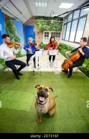 Classic FM si esibirà presso il Animal Rescue Centre Battersea di Londra, in vista del primo programma radiofonico di stationâ€™per animali domestici che si terrà sabato 3 novembre. Data immagine: Venerdì 26 ottobre 2018. Il credito fotografico dovrebbe essere: Matt Crossick/ EMPICS Entertainment. Foto Stock