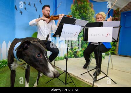 Classic FM si esibirà presso il Animal Rescue Centre Battersea di Londra, in vista del primo programma radiofonico di stationâ€™per animali domestici che si terrà sabato 3 novembre. Data immagine: Venerdì 26 ottobre 2018. Il credito fotografico dovrebbe essere: Matt Crossick/ EMPICS Entertainment. Foto Stock