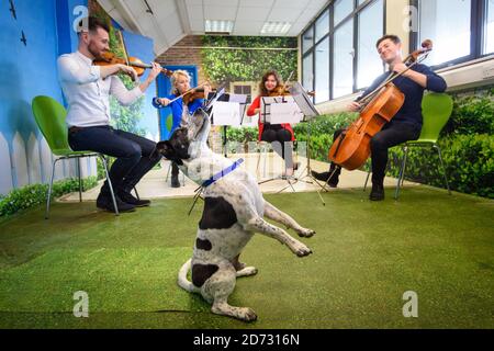 Classic FM si esibirà presso il Animal Rescue Centre Battersea di Londra, in vista del primo programma radiofonico di stationâ€™per animali domestici che si terrà sabato 3 novembre. Data immagine: Venerdì 26 ottobre 2018. Il credito fotografico dovrebbe essere: Matt Crossick/ EMPICS Entertainment. Foto Stock