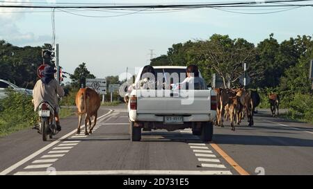 CHON BURI, THAILANDIA, 18 2020 LUGLIO, UNA mandria di mucche cammina sulla strada nella campagna tailandese e blocca il traffico stradale. Foto Stock