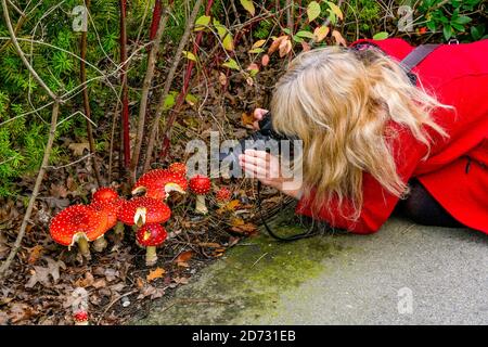 Donna in giacca rossa fotografando funghi Amanita muscaria, funghi, autunno Foto Stock