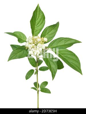 Il ramo di Cornus alba, dogwood siberiano, isolato su sfondo bianco Foto Stock