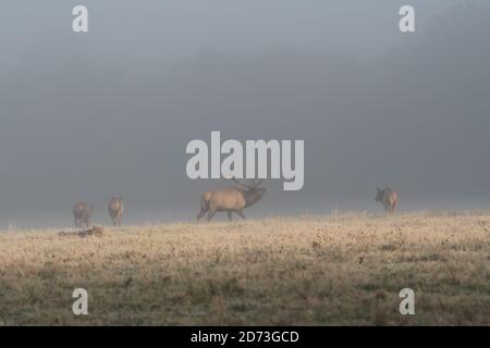 Un toro alce brulica come mandria le sue mucche di nuovo nei boschi in una mattinata foggy durante il alce rut. Foto Stock