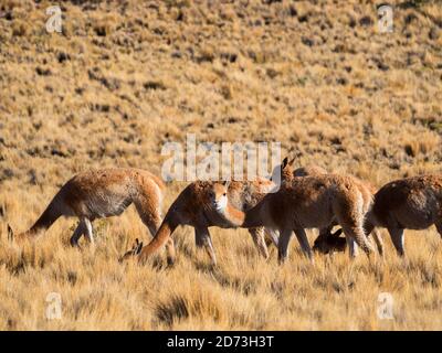 Vicuna (Vicugna vicugna) nel Altiplano di Argentina vicino la Serrania de Hornocal. Foto Stock