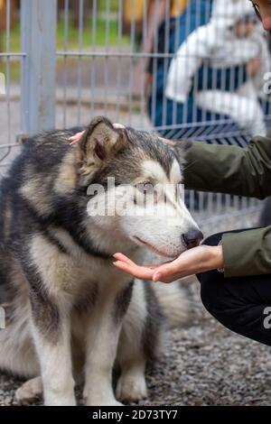 Un pastore malamuto dell'Alaska bello e gentile siede in un contenitore Foto Stock