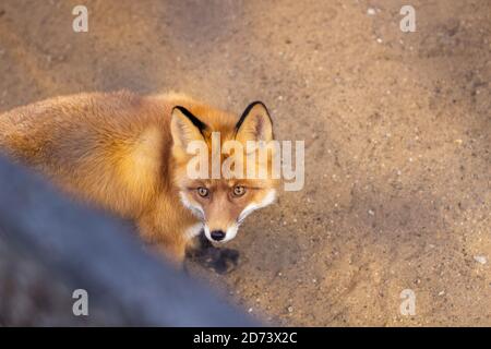 Wild Red Fox seduto in una gabbia presso lo zoo. Foto Stock