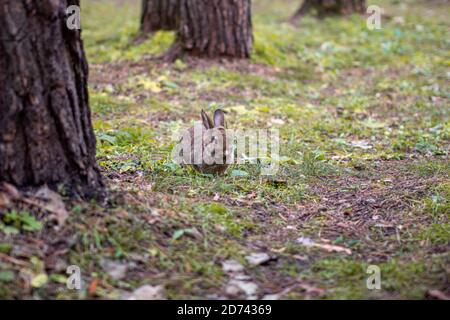 Bella coniglio corre nella foresta e mastica foglia d'erba e foglie Foto Stock