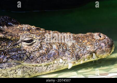 testa di coccodrillo in acqua verde Foto Stock
