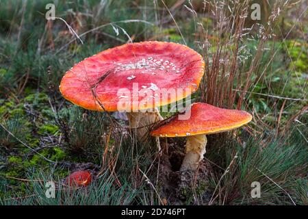 Funghi rossi di mosca agarici o toadstools che crescono nella foresta. Amanita muscaria, funghi tossici. Fungo velenoso famoso per il suo rosso brillante Foto Stock