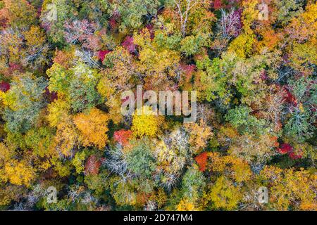Autunno fogliame e cime degli alberi nella Pisgah National Forest, Carolina del Nord, Stati Uniti. Foto Stock