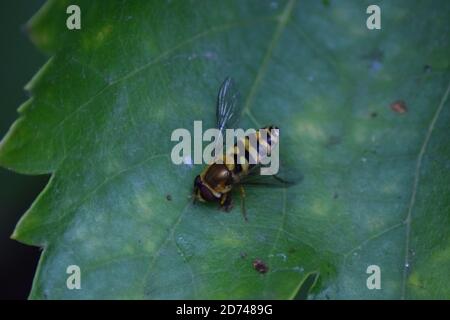 wasp si riposa Foto Stock