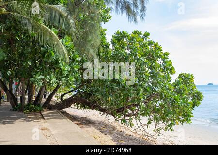 albero tropicale sulla riva sabbiosa del mare azzurro Foto Stock