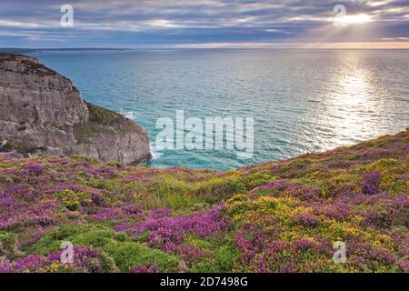 Küstenwanderweg die Heidelandschaft am Cap Frehel GR 34. Bretagne Frankreich Foto Stock