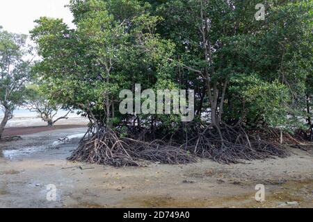 alberi di mangrovie sulla spiaggia Foto Stock